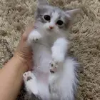 قطط لتبني محايل عسير