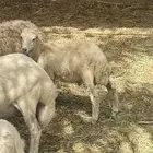 كبش للبيع