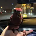 لوري كاردينال