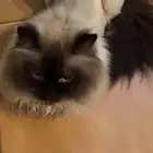 قط ضائع وله مكافاءه
