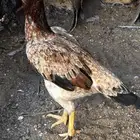 دجاجه شامو للبيع