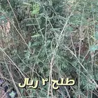 شتلا واشجار باسعار مخفضه