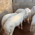 ذبايح