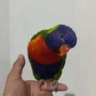 طير لوري أليف