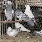 حمام باكستاني