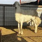 طلي فحل رباع مشروط