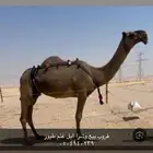 شف الإعلان