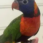 لوري للبيع