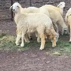 رخال
