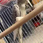 طير اليف هولندي كروان