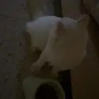 الي مضيع قطوه لقيتها بالمنصوريه حرام صغيره حيل