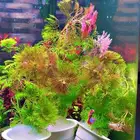 نباتات مائية لاحواض السمك المزروع