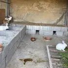 ارانب للبيع