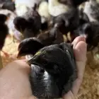 صوص بلدي و فيوم