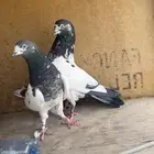جوز باكستاني تيدي