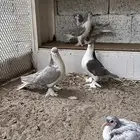 حمام شيرازي