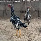 دجاج كوشامو