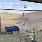 خروف فحل صننف الصنف