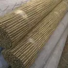 خيزران حسير- بامبو قصب