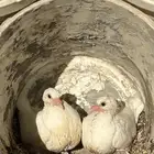 زغليل فرنسي