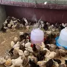 دجاج بلدي العدد 350