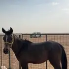 مهر عربي ابو سنه غير معسوف الدوادمي