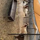 معزى دفيع فحص سونار