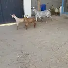 عنز تحتها اثنين