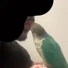 كنيور قرين شيك متكلم
