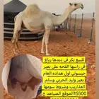 للبيع القحه ولادها قريب