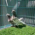 حمام باكستاني