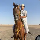 حصان