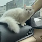 قط للتبني