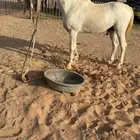 حصان عربي للبيع
