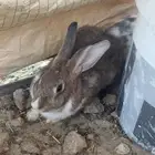 ارنبين للبيع ذكر و انثى