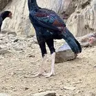 دجاج باكستاني سندي للبيع