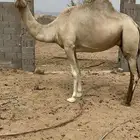 ناقه