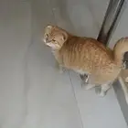 للبيع قط ذكر