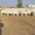 رخال جذعات حرش 213 راس