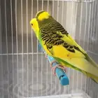 بادجي ( تم البيع )