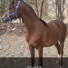 مهر شعبي