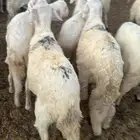 طليان سواكن مرابي شحم القويعية