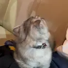 قطوه شيرازيه للبيع