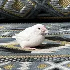 للبيع فرخ بنقليز اليف وهدد