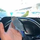 روز مفقود في حي السعاده
