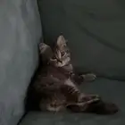 قطه للتبني