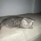 قط ضايع الدمام