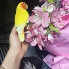 للبيع ببغاء الروز الأليف مناسب للأطفال