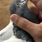 حمام باكستاني