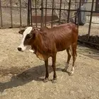 ثنتين حسايل اناثي اعمارها فوق السنه
